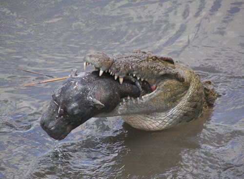 croc attack