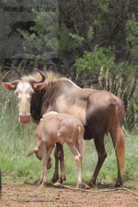 King wildebeest hembra con cria