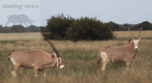 golden Oryx Spitskop