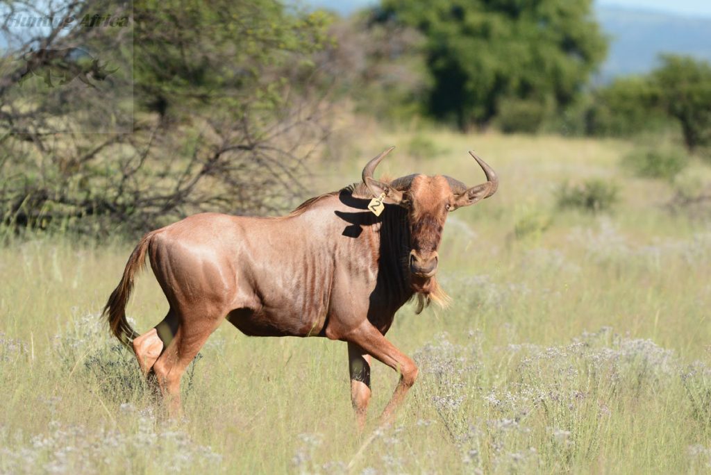 golden Wildebeest Bull