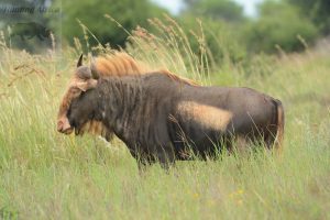 king Wildebeest Bull