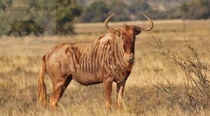 golden Wildebeest Bull