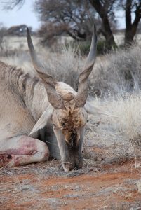 detalle del flequillo de un eland