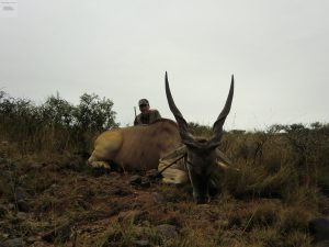 fabuloso eland del cabo cazado por antonio reyes muy largo y con espirales muy marcadas