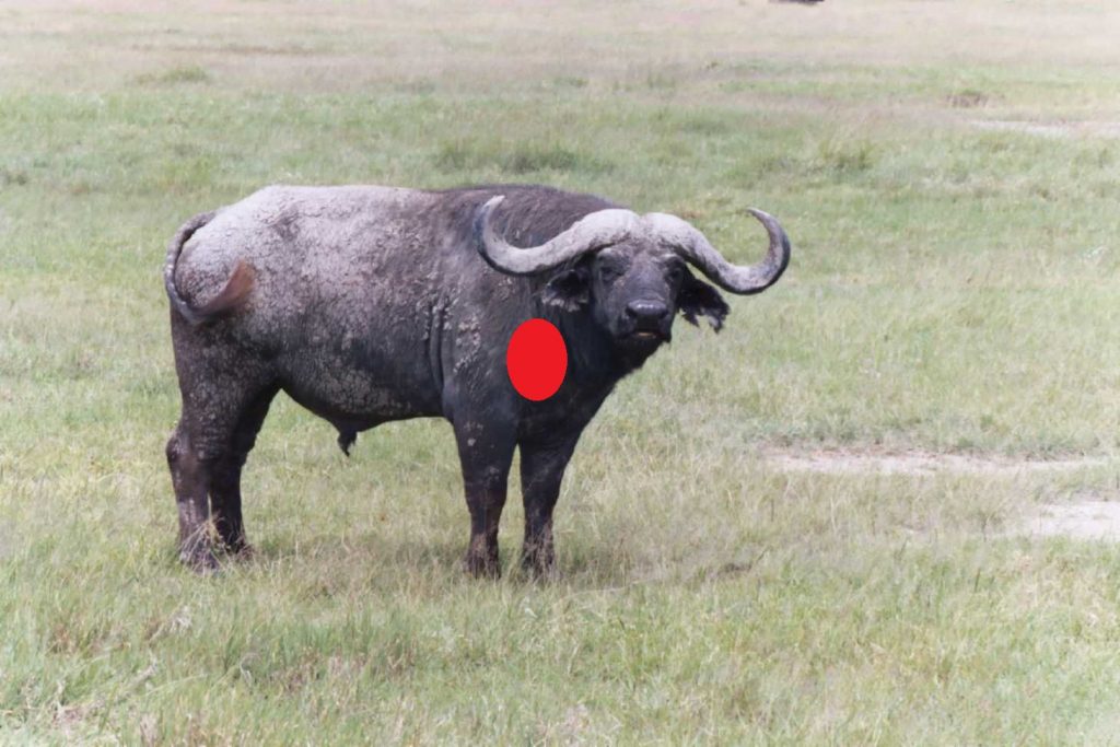 cape bufalo