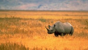 Rhino green hunt